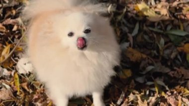 Parkta genç kız sahibiyle yürüyüşe çıkmış sevimli tüylü bir köpek yavrusu. Köpek soyu Pomeranian Spitz. Ormanda sarı sonbahar yaprakları. Yüksek kaliteli FullHD görüntüler