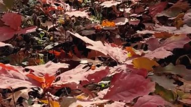 Sarı yaprakları ve ağaçları olan sonbahar ormanı. Açık hava parkı atmosferi, temiz hava ve vahşi doğa. Yerden düşen portakal yaprakları. Yüksek kaliteli FullHD görüntüler