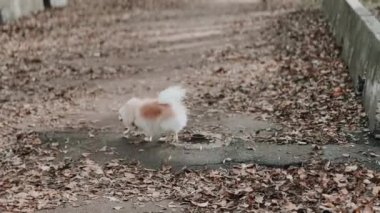 Parkta genç kız sahibiyle yürüyüşe çıkmış sevimli tüylü bir köpek yavrusu. Köpek soyu Pomeranian Spitz. Ormanda sarı sonbahar yaprakları. Yüksek kaliteli FullHD görüntüler