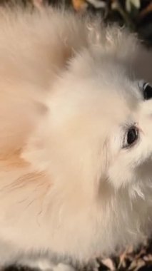 Parkta genç kız sahibiyle yürüyüşe çıkmış sevimli tüylü bir köpek yavrusu. Köpek soyu Pomeranian Spitz. Ormanda sarı sonbahar yaprakları. Yüksek kaliteli FullHD görüntüler