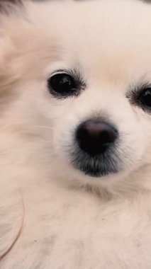 Parkta genç kız sahibiyle yürüyüşe çıkmış sevimli tüylü bir köpek yavrusu. Köpek soyu Pomeranian Spitz. Ormanda sarı sonbahar yaprakları. Yüksek kaliteli FullHD görüntüler