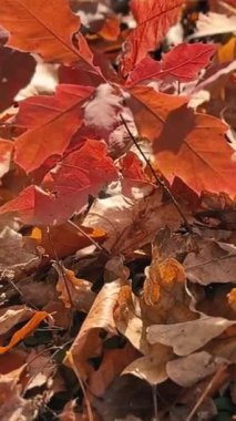 Sarı yaprakları ve ağaçları olan sonbahar ormanı. Açık hava parkı atmosferi, temiz hava ve vahşi doğa. Yerden düşen portakal yaprakları. Yüksek kaliteli FullHD görüntüler