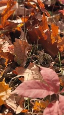 Sarı yaprakları ve ağaçları olan sonbahar ormanı. Açık hava parkı atmosferi, temiz hava ve vahşi doğa. Yerden düşen portakal yaprakları. Yüksek kaliteli FullHD görüntüler