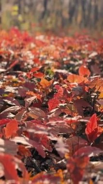 Sarı yaprakları ve ağaçları olan sonbahar ormanı. Açık hava parkı atmosferi, temiz hava ve vahşi doğa. Yerden düşen portakal yaprakları. Yüksek kaliteli FullHD görüntüler
