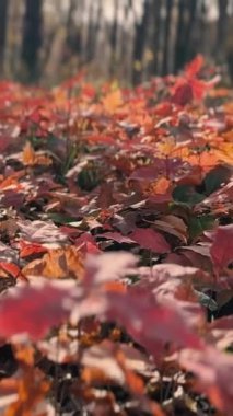 Sarı yaprakları ve ağaçları olan sonbahar ormanı. Açık hava parkı atmosferi, temiz hava ve vahşi doğa. Yerden düşen portakal yaprakları. Yüksek kaliteli FullHD görüntüler