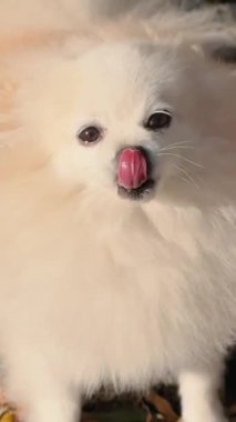 Parkta genç kız sahibiyle yürüyüşe çıkmış sevimli tüylü bir köpek yavrusu. Köpek soyu Pomeranian Spitz. Ormanda sarı sonbahar yaprakları. Yüksek kaliteli FullHD görüntüler