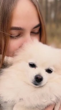 Parkta genç kız sahibiyle yürüyüşe çıkmış sevimli tüylü bir köpek yavrusu. Köpek soyu Pomeranian Spitz. Ormanda sarı sonbahar yaprakları. Yüksek kaliteli FullHD görüntüler