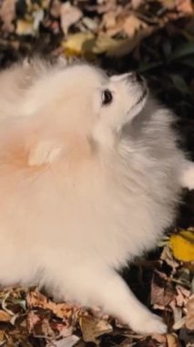 Parkta genç kız sahibiyle yürüyüşe çıkmış sevimli tüylü bir köpek yavrusu. Köpek soyu Pomeranian Spitz. Ormanda sarı sonbahar yaprakları. Yüksek kaliteli FullHD görüntüler