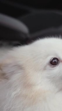 Pomeranya soyundan küçük tüylü köpek yavrusu kışın yürüyüşe çıkmış. Köpek çok güzel, küçük boyutta. Kameraya bakıyor. Hayvanlar bizim küçük dostlarımızdır