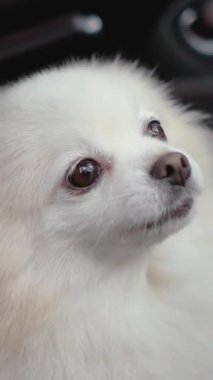 Pomeranya soyundan küçük tüylü köpek yavrusu kışın yürüyüşe çıkmış. Köpek çok güzel, küçük boyutta. Kameraya bakıyor. Hayvanlar bizim küçük dostlarımızdır
