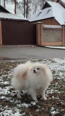 Pomeranya soyundan küçük tüylü köpek yavrusu kışın yürüyüşe çıkmış. Köpek çok güzel, küçük boyutta. Kameraya bakıyor. Hayvanlar bizim küçük dostlarımızdır