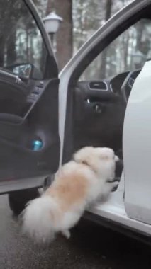 Pomeranya soyundan küçük tüylü köpek yavrusu kışın yürüyüşe çıkmış. Köpek çok güzel, küçük boyutta. Kameraya bakıyor. Hayvanlar bizim küçük dostlarımızdır