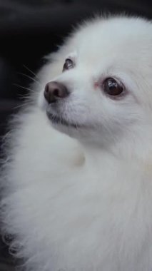 Pomeranya soyundan küçük tüylü köpek yavrusu kışın yürüyüşe çıkmış. Köpek çok güzel, küçük boyutta. Kameraya bakıyor. Hayvanlar bizim küçük dostlarımızdır