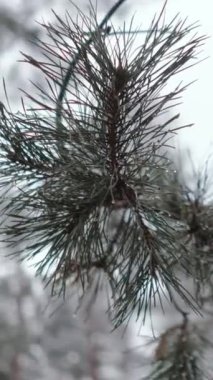 Dağlarda büyük çam ağaçları ve köknar ağaçları olan büyülü kış ormanı. Kabarık beyaz kar ağaç dallarına düşer. Vahşi doğaya yolculuk. Yüksek kaliteli FullHD görüntüler