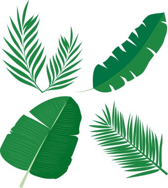 Tropik yapraklar kümesi, vektör