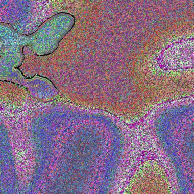 Sırtında kelebek olan bir köpek.