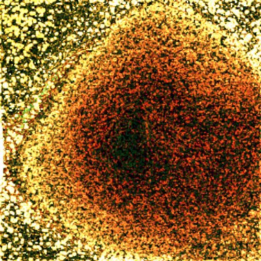 Küçük siyah noktalarla çevrili sarı merkezli bir ayçiçeği.