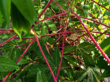 Yağmurdan sonra ıslak kasava yaprakları
