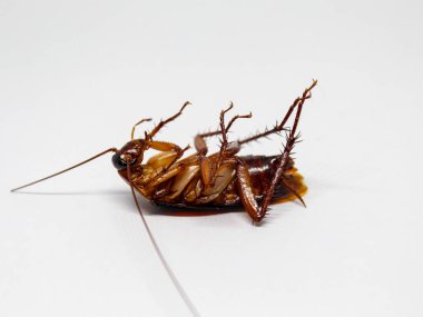 onun arkasında yatan ölü Hamam böceği