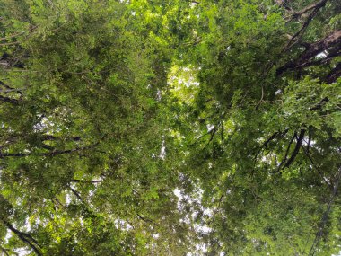 Gölgeli ve gölgeli ağaçların manzarası