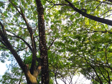 Gölgeli ve gölgeli ağaçların manzarası