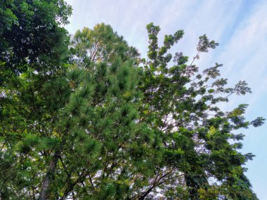 Gölgeli ve gölgeli ağaçların manzarası
