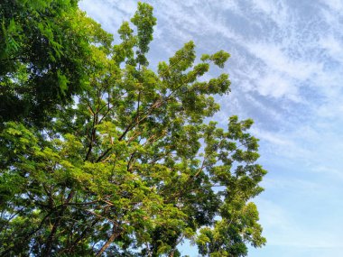 Gölgeli ve gölgeli ağaçların manzarası