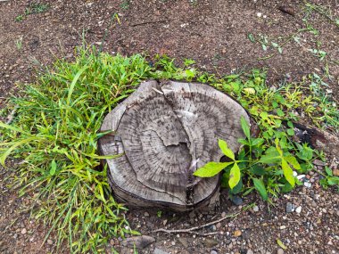 Uzun zaman önce kesilmiş ağaç kütükleri.