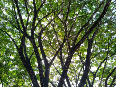 Gölgeli ve gölgeli ağaçların manzarası