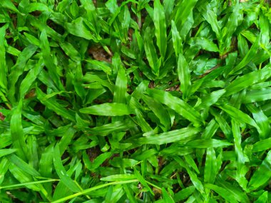 Sık sık bahçelerde bulunan yabani otlar.