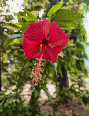 Hibiscus çiçek açan kırmızı, bulanık arkaplan