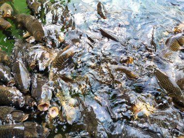 Tilapia balığı küçük bir gölde yüzüyor.