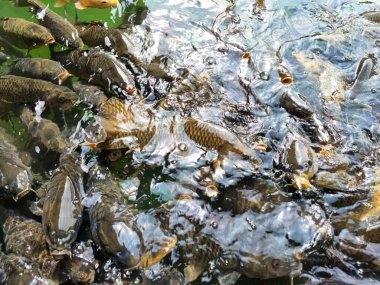 Tilapia balığı küçük bir gölde yüzüyor.