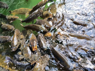 Tilapia balığı küçük bir gölde yüzüyor.