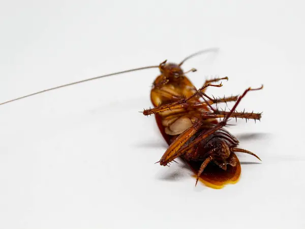 stock image Dead cockroach lying on its back