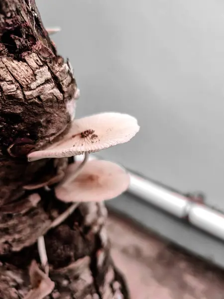 Mantarlar odunlarda aniden büyürler.