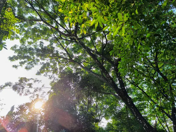 Gölgeli ve gölgeli ağaçların manzarası