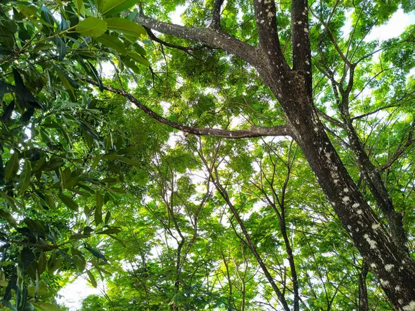 Gölgeli ve gölgeli ağaçların manzarası