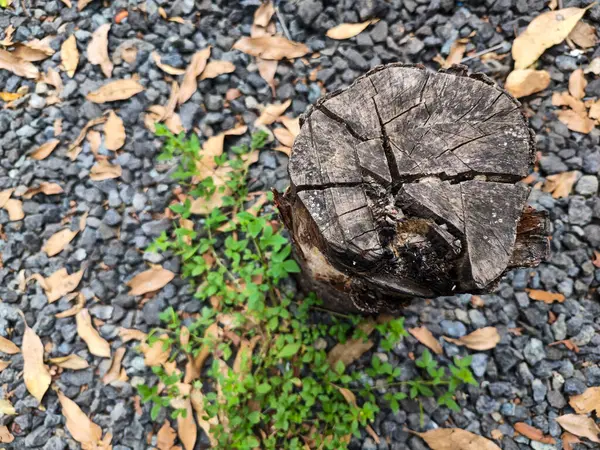 Uzun zaman önce kesilmiş ağaç kütükleri.