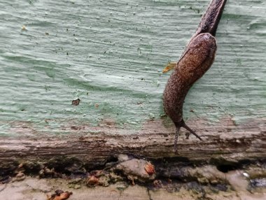 Kabuksuz çıplak bir salyangoz yürüyor