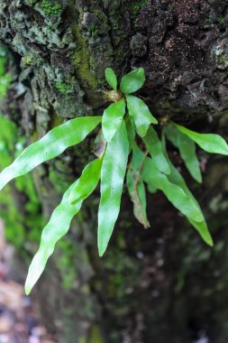 Microgramma heterophylla, a fern that grows on stems clipart