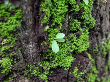 Nemden dolayı yosunlu yüzeyler