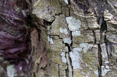 Kabuğu soyulmuş yıldız meyve ağacının dokusu