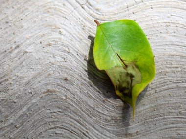 Yıldız meyvesi yaprakları yere düşer
