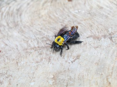 Marangoz arı yere düştü.