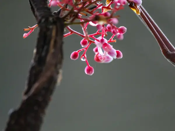 Yıldız meyve çiçekleri hala çiğ.