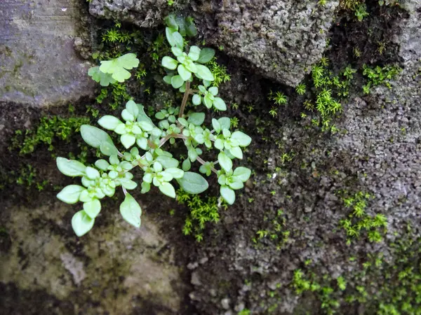 Nemden dolayı yosunlu yüzeyler