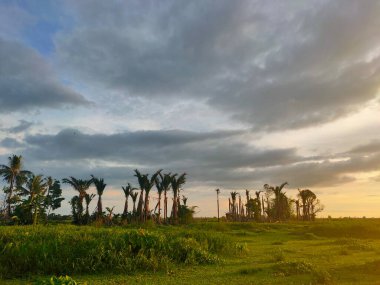 Bataklık bölgesinde gün batımında manzara