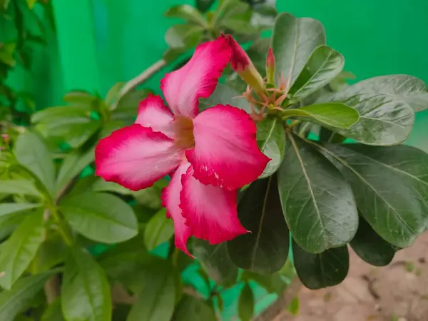 Pembe Çiçekler ve Yeşil Yapraklar