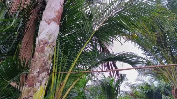 萨戈棕榈变得稀有了 — 图库视频影像